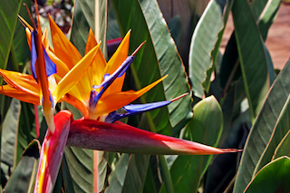 Bird of Paradise