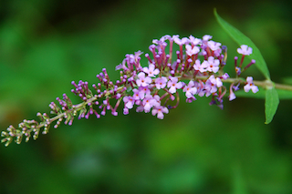 Butterfly Bush