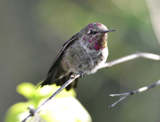 Costa's Hummingbird on the alert.