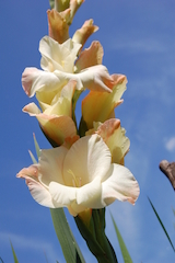 Gladiolus