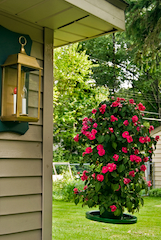 Red Impatiens Hanging Pot