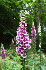 Purple Foxglove Near Trees for Shelter