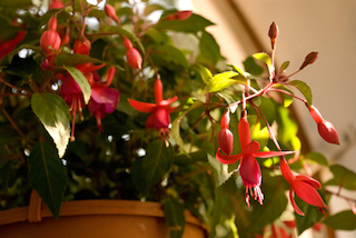 Red Fuchsia in Pot