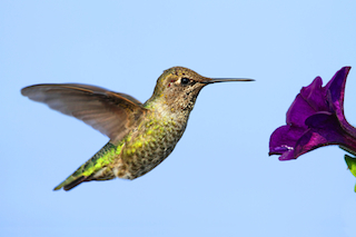 Female Anna's hummingbird