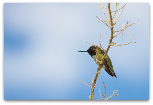 Black-chinned Hummingbird rests between feedings