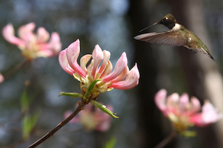 Black-chinned hummingbird going for the nectar