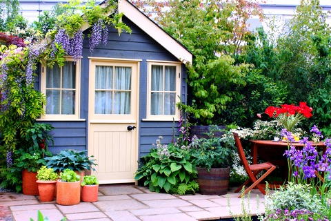 Blue Shed with Wisteria and Potted Plants and Flowers