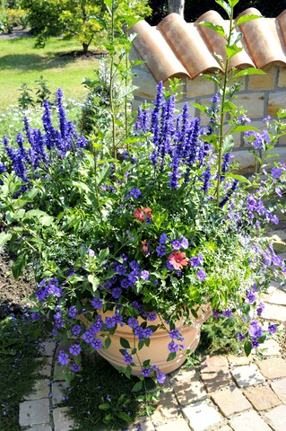 Blue/Violet Salvia with Petunias in Pot