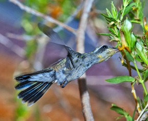 Blue-throated hummingbird the largest of the species