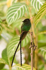 Red-billed Streamertail Hummingbird, aka the Doctor Bird