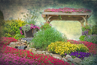 Flower Garden with Petunias