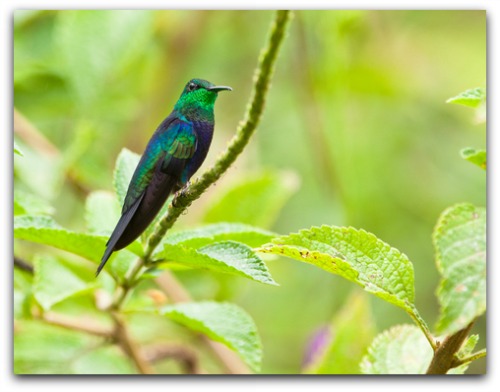 beautiful Fork-tailed Woodnymph hummingbird