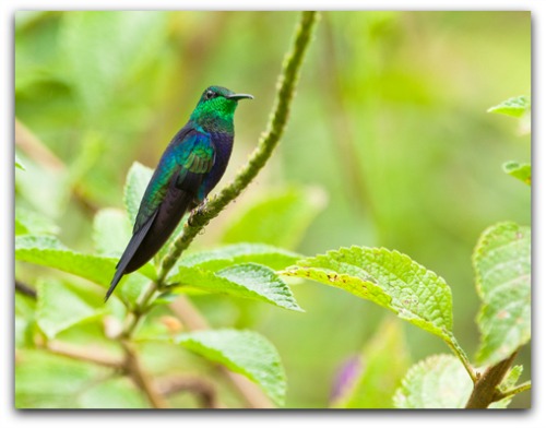 Fork-tailed Woodnymph hummingbird a South American beauty