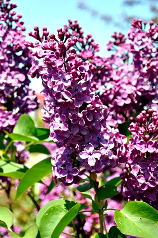 Lilac Flower