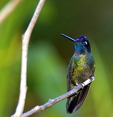 Magnificent hummingbird majestically resting