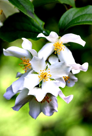 Mock Orange Flower