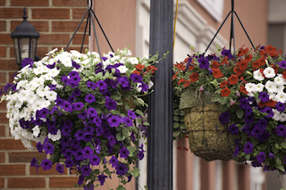 Petunias in Hanging Pots