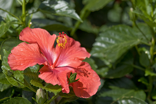 Red Hibiscus