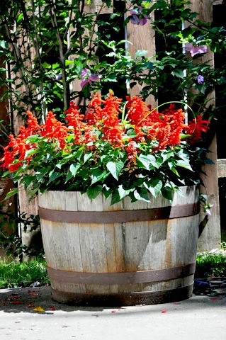 Red Salvia in Whiskey Barrel