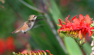 Rufous hummingbird hovering at flower