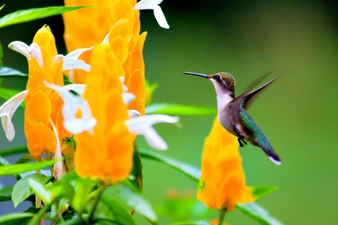 Shrimp plant & Rubythroated Hummingbird