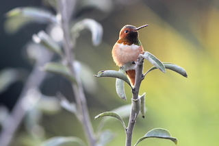 Allen's hummingbird perching