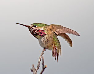 Calliope Hummingbird on a twig
