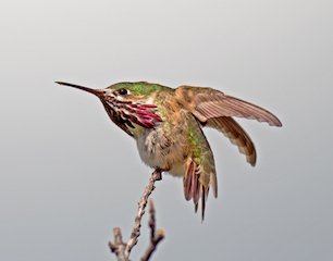 Calliope Hummingbird on a twig Calliope Hummingbird on a twig