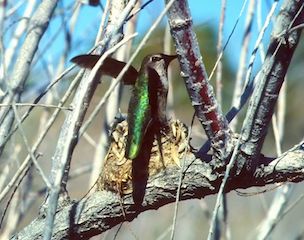 Hummingbird at Nest