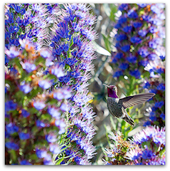 Anna's hummingbird in nectar heaven