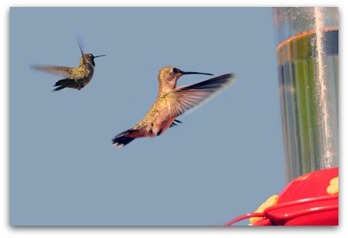 2 hummingbirds approaching feeder