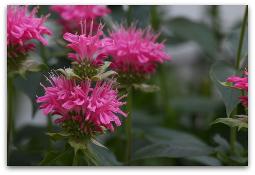 Bee Balm