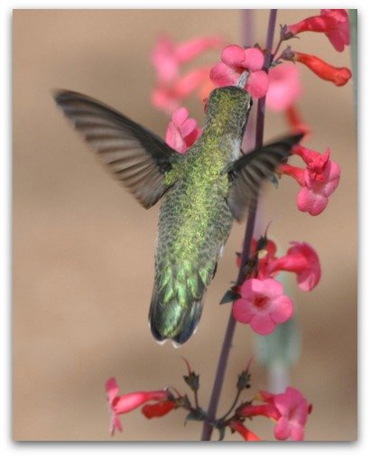 Broad-tailed Hummingbird feeding