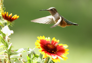 Broad-tailed hummingbird in flight