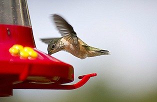 Tiny Caliope hummingbird