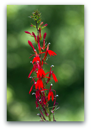 Cardinal flower