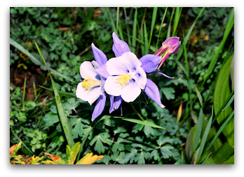 Columbine