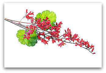 Coralbells