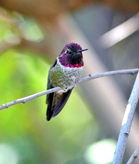 Brilliant Costa's hummingbird