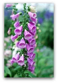 Foxglove flower