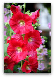 Hollyhock flower