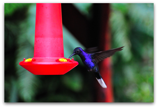 hummingbird eating homemade nectar