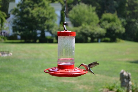 hummer feeding