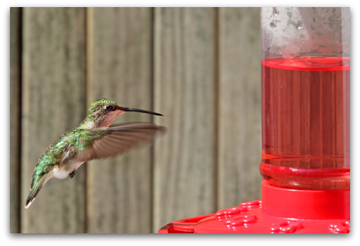 hungry hummer about to feed