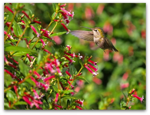 learn to create your own hummingbird garden