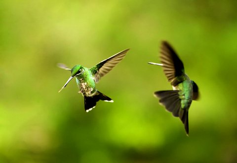 the hummingbird mating dance