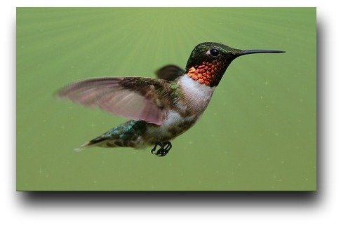 Ruby-throated hummingbird - The Curious George Hummer