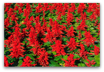 Red Salvia