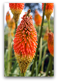 Red-hot Poker (Torch Lily) flower