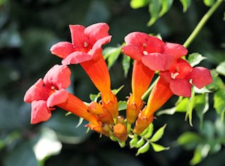 Red Trumpet Vine